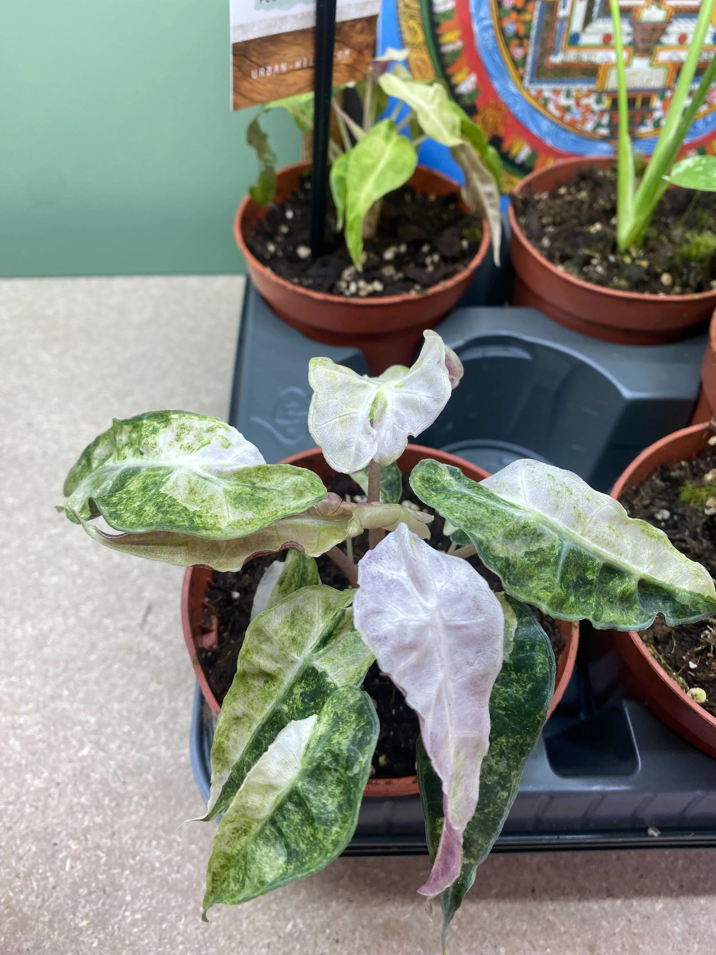 Alocasia Polly Yellow Variegata — My Tropical Plant